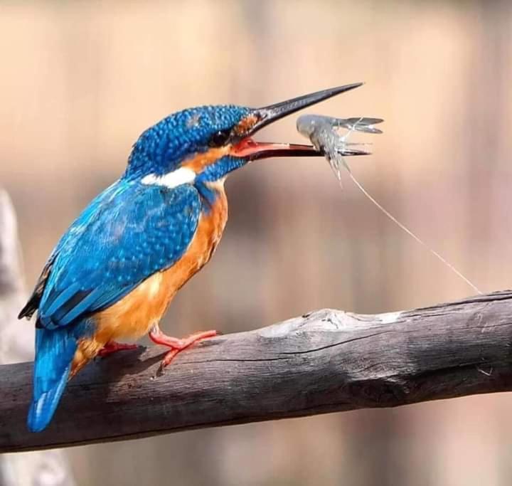 Sriyan Villa Beruwala Dış mekan fotoğraf