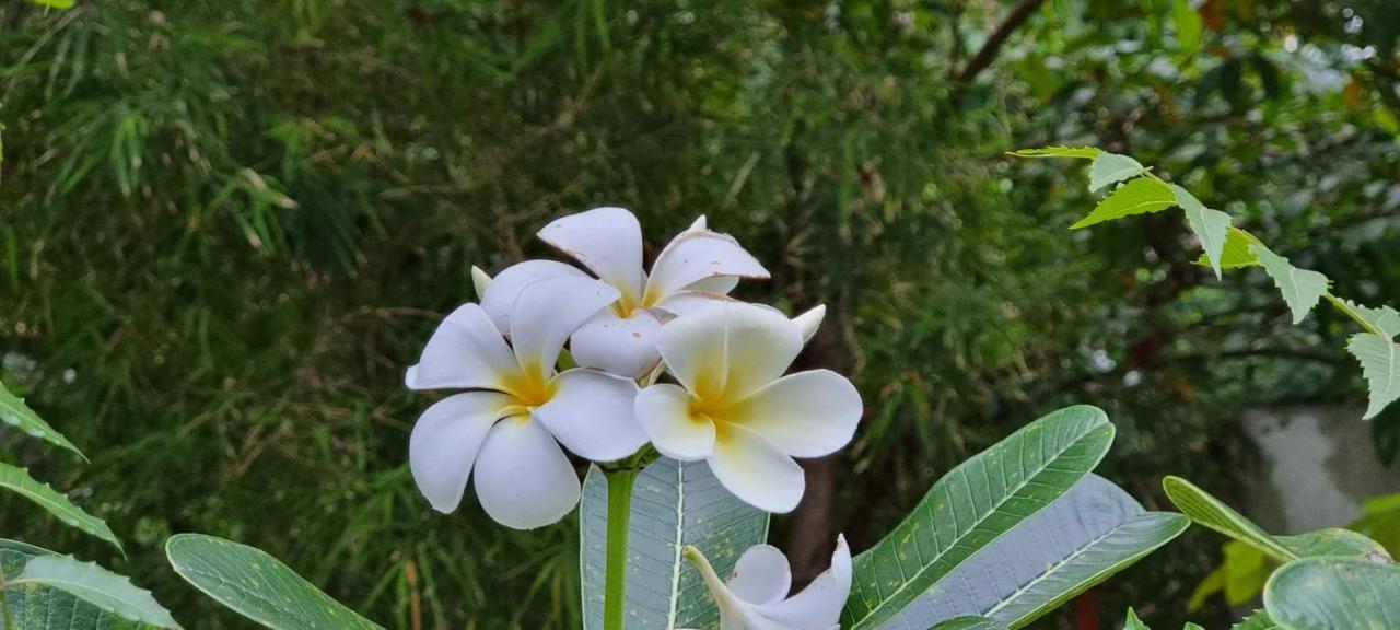 Sriyan Villa Beruwala Dış mekan fotoğraf